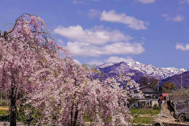 東北十大賞櫻景點：喜多方枝垂櫻花瀑布隧道_img_42